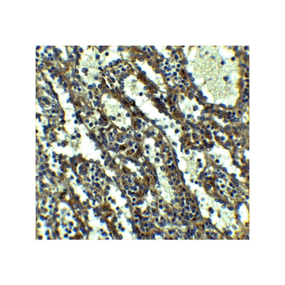 ProSci 8171_S QSOX1 Antibody, ProSci, 0.02 mg/Unit Secondary Image