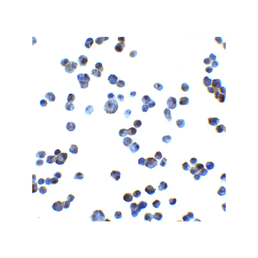 ProSci 8193_S RAET1E Antibody, ProSci, 0.02 mg/Unit Secondary Image