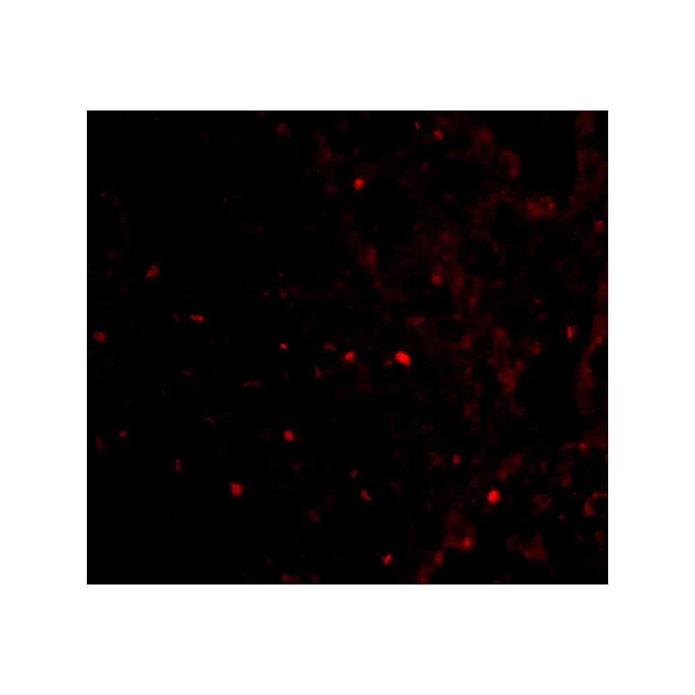 ProSci 4325_S RAP80 Antibody, ProSci, 0.02 mg/Unit Tertiary Image