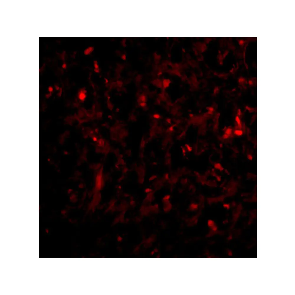 ProSci 4327_S RAP80 Antibody, ProSci, 0.02 mg/Unit Tertiary Image