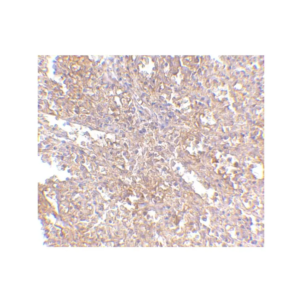 ProSci 4325_S RAP80 Antibody, ProSci, 0.02 mg/Unit Secondary Image