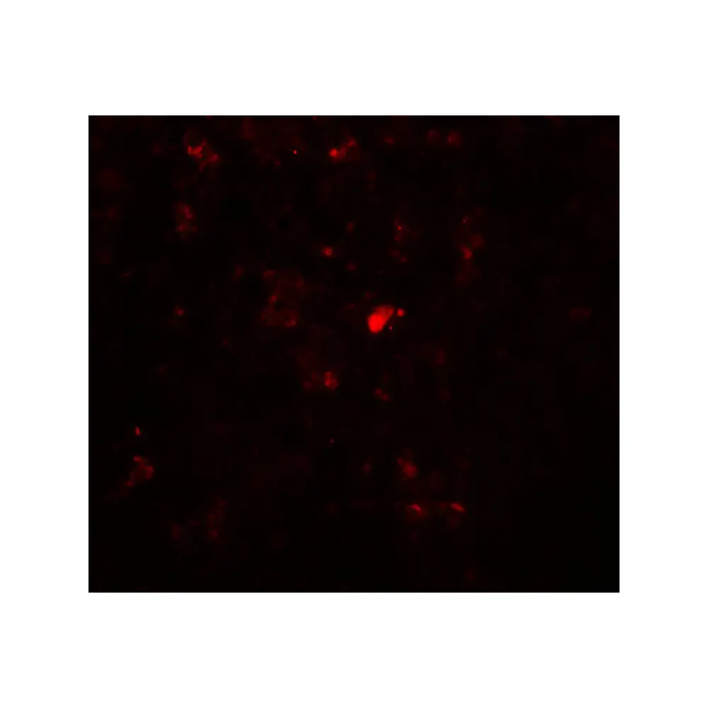 ProSci 5761_S RBBP8 Antibody, ProSci, 0.02 mg/Unit Tertiary Image