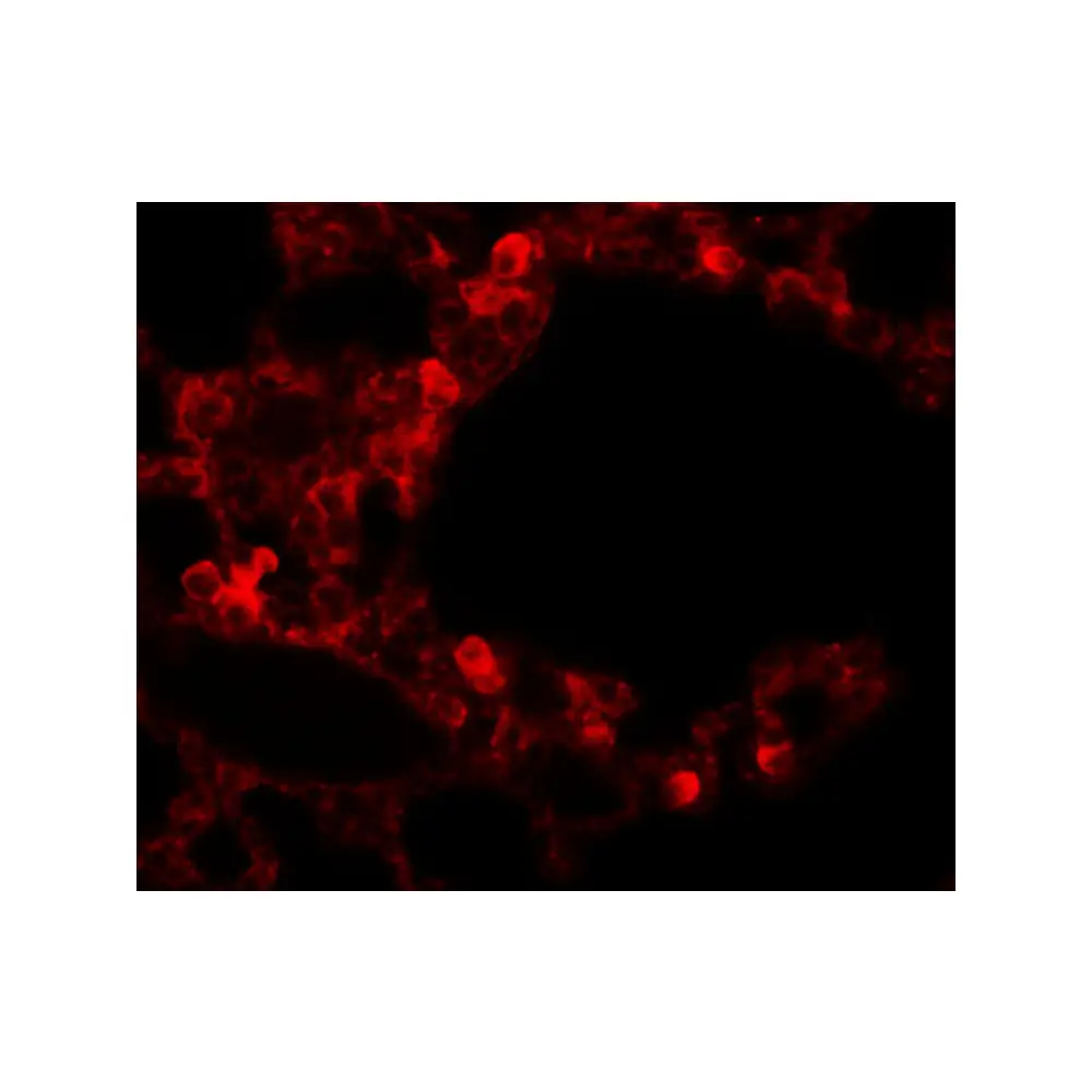 ProSci 6187 RBM35B Antibody, ProSci, 0.1 mg/Unit Tertiary Image