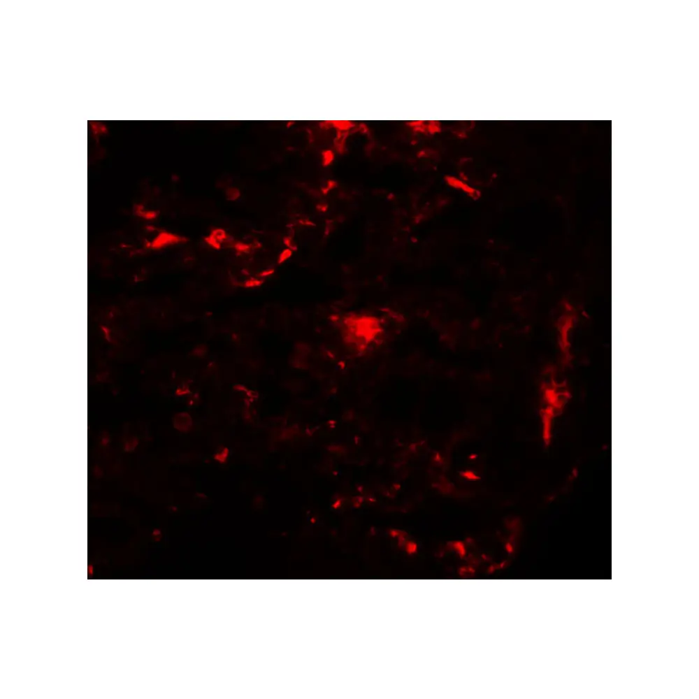 ProSci 5571 REEP2 Antibody, ProSci, 0.1 mg/Unit Tertiary Image