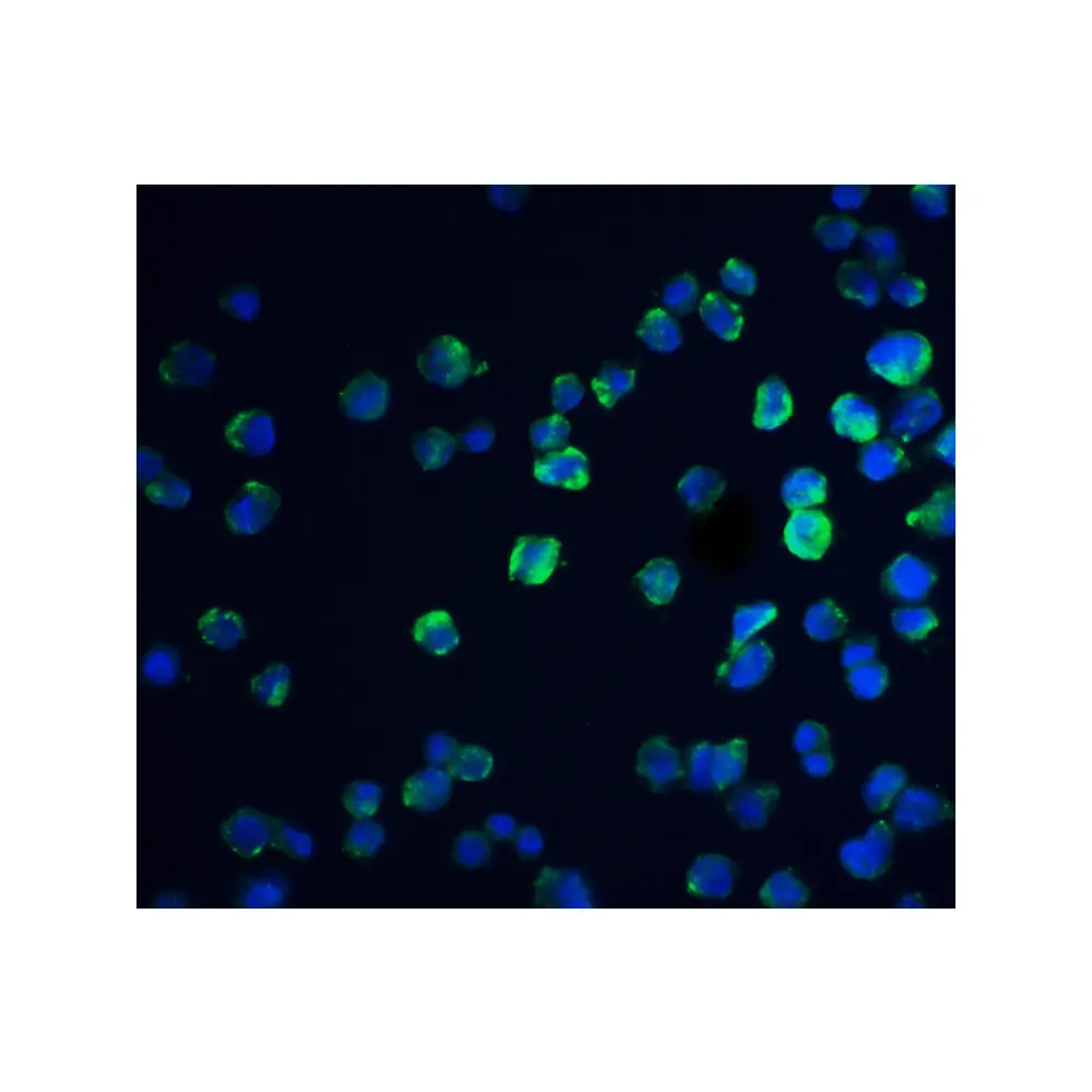 ProSci 5573 REEP3 Antibody, ProSci, 0.1 mg/Unit Quaternary Image
