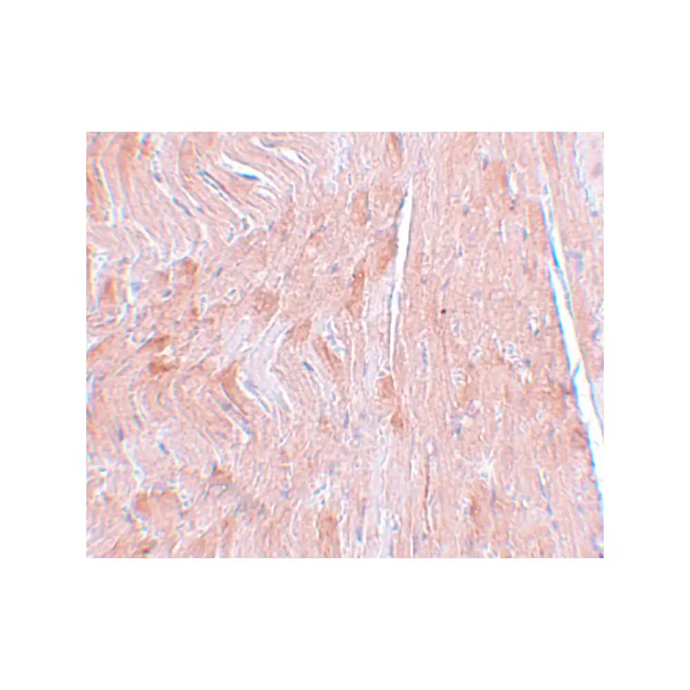 ProSci 5573_S REEP3 Antibody, ProSci, 0.02 mg/Unit Secondary Image