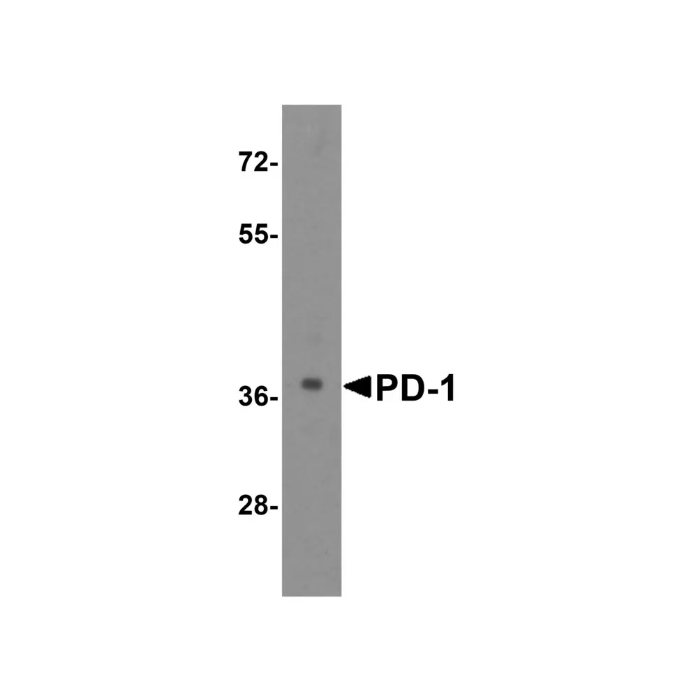 ProSci RF16003 PD1 Antibody [7H6], ProSci, 0.1 mg/Unit Primary Image