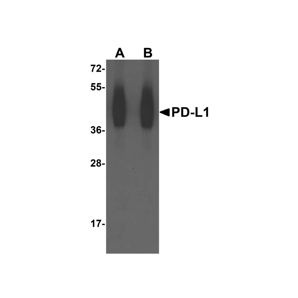 ProSci RF16032_S PDL1 Antibody [8E12], ProSci, 0.02 mg/Unit Primary Image