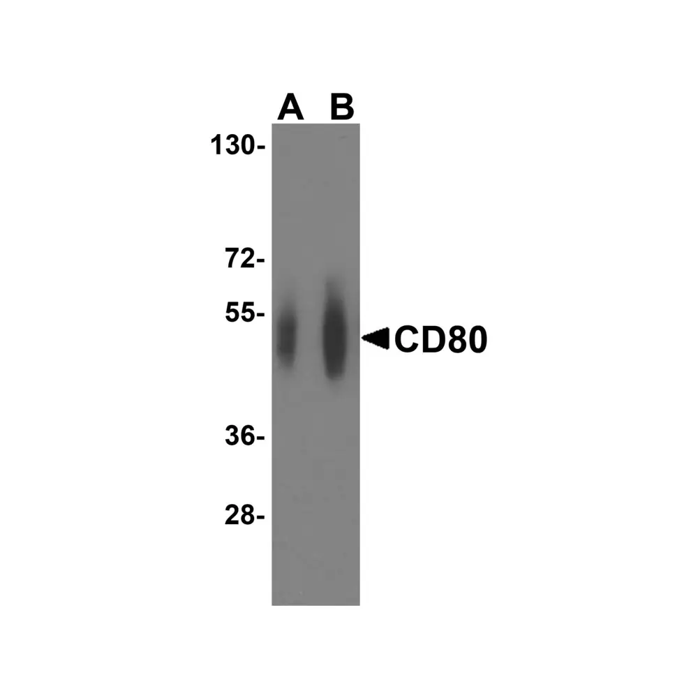 ProSci RF16046 CD80 Antibody [12D9], ProSci, 0.1 mg/Unit Primary Image