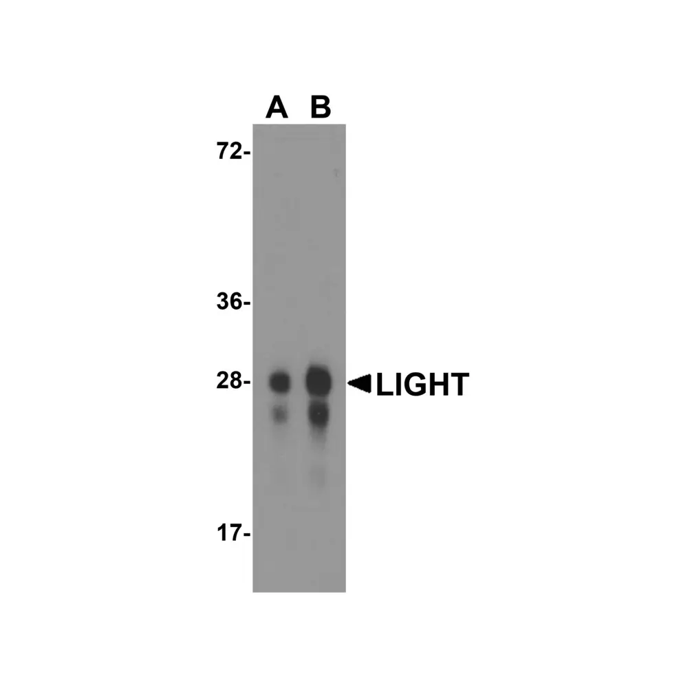 ProSci RF16063 LIGHT Antibody [7B9E12] , ProSci, 0.1 mg/Unit Primary Image