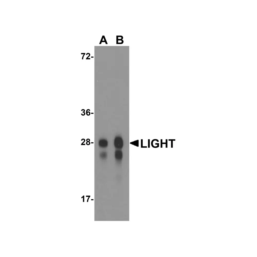 ProSci RF16064 LIGHT Antibody [8D4], ProSci, 0.1 mg/Unit Primary Image