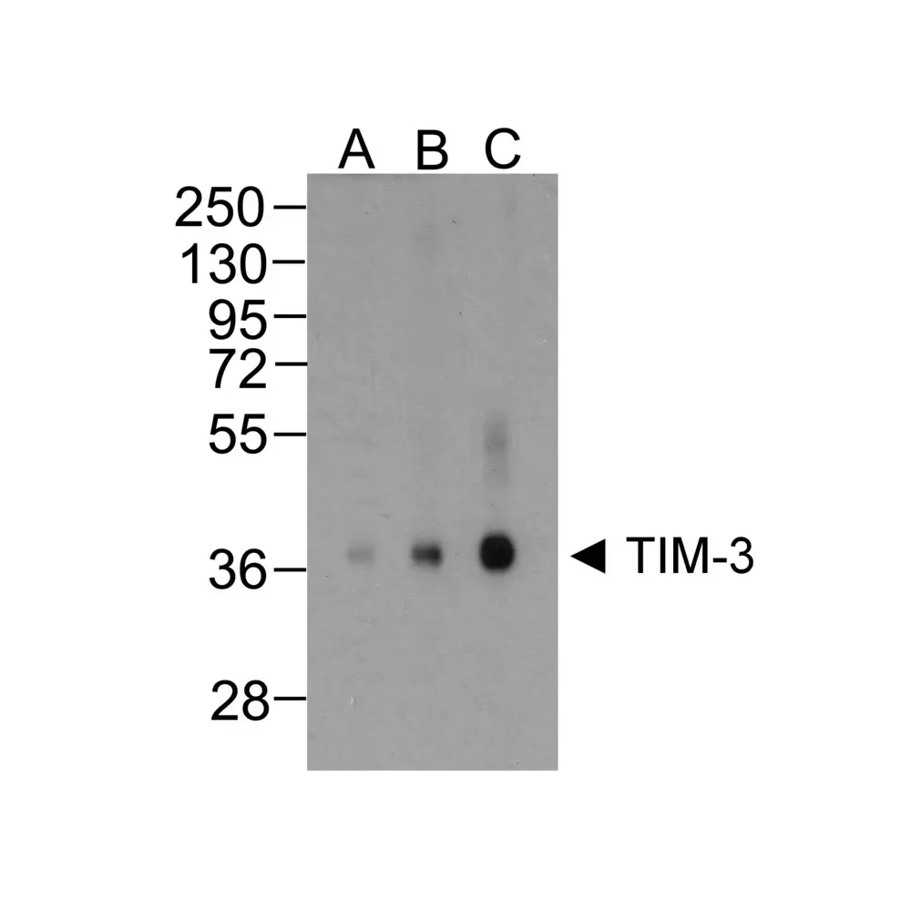 ProSci RF16103_S TIM3 Antibody [10C10], ProSci, 0.02 mg/Unit Primary Image