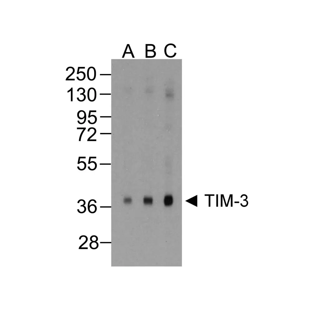 ProSci RF16106 TIM3 Antibody [2A6], ProSci, 0.1 mg/Unit Primary Image
