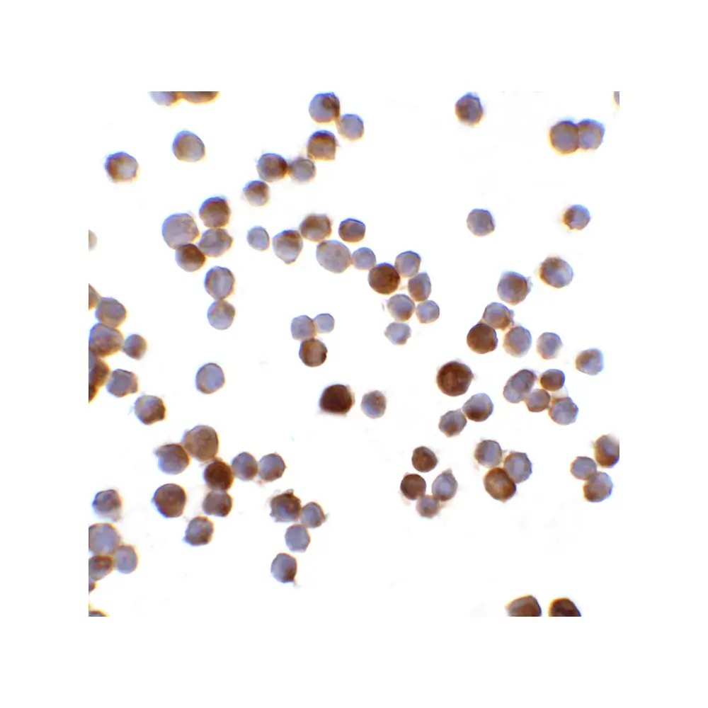 ProSci 8199_S RFX1 Antibody, ProSci, 0.02 mg/Unit Quaternary Image