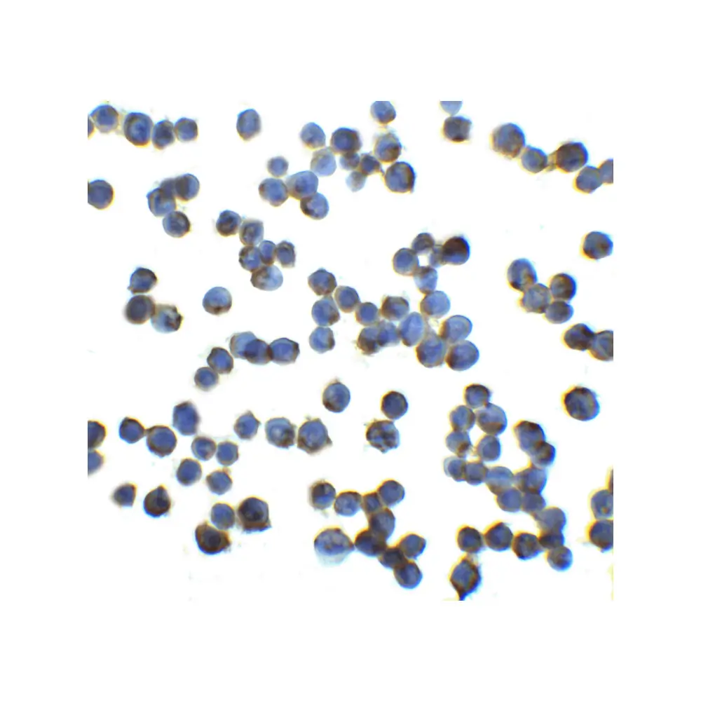 ProSci 8199_S RFX1 Antibody, ProSci, 0.02 mg/Unit Secondary Image