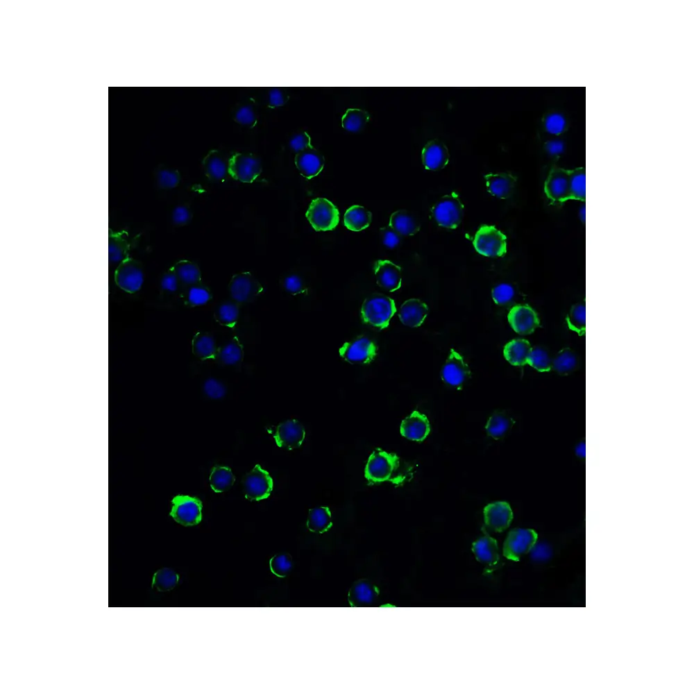 ProSci 8199_S RFX1 Antibody, ProSci, 0.02 mg/Unit Tertiary Image