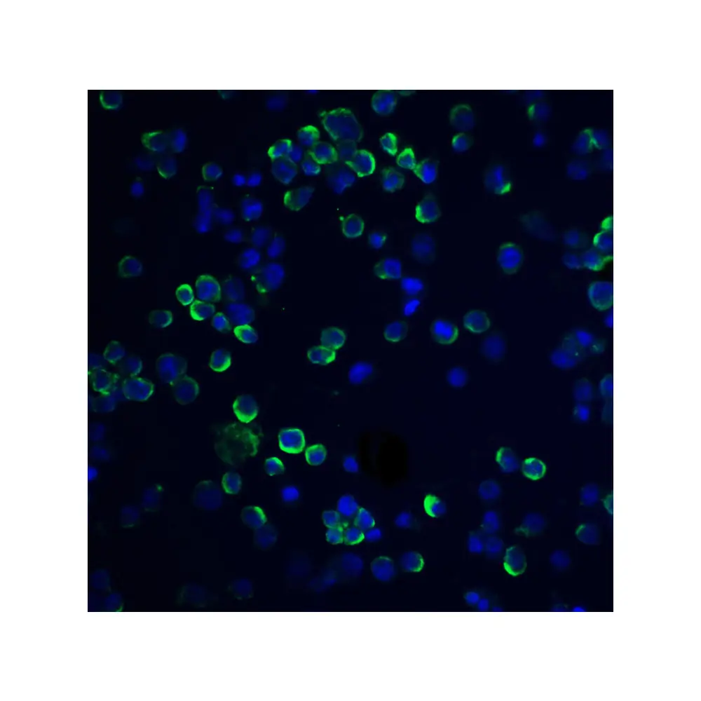 ProSci 5209 RGS21 Antibody, ProSci, 0.1 mg/Unit Quaternary Image