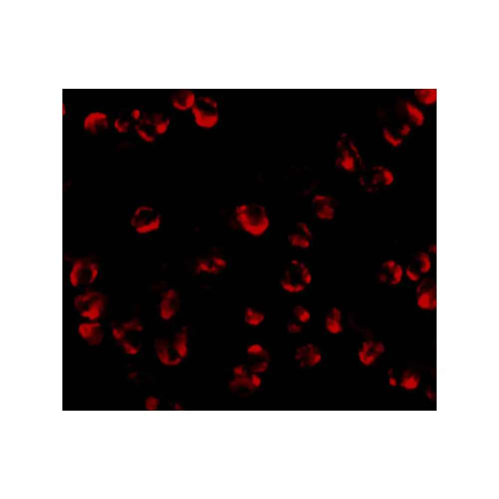 ProSci 5209_S RGS21 Antibody, ProSci, 0.02 mg/Unit Tertiary Image