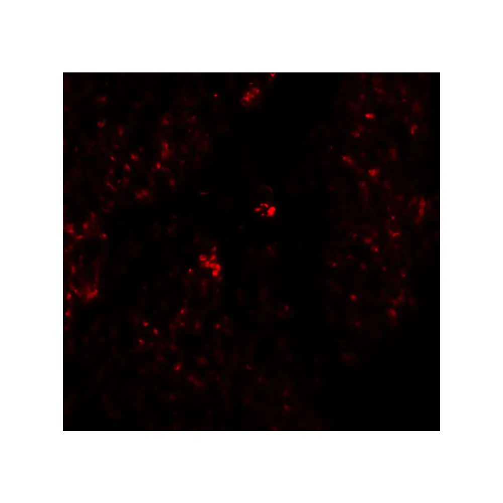 ProSci 6189_S RHAMM Antibody, ProSci, 0.02 mg/Unit Tertiary Image