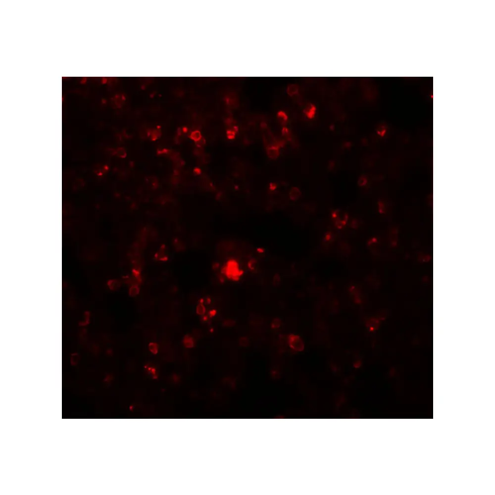 ProSci 5527_S RHBDD2 Antibody, ProSci, 0.02 mg/Unit Secondary Image