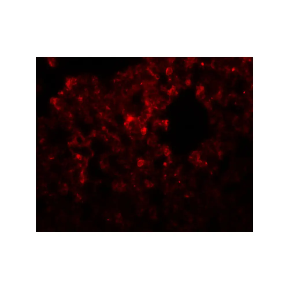 ProSci 5529 RHBDD3 Antibody, ProSci, 0.1 mg/Unit Secondary Image