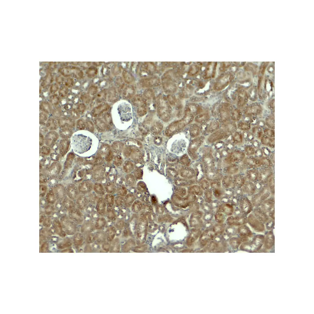 ProSci 7981_S RHOG Antibody, ProSci, 0.02 mg/Unit Secondary Image