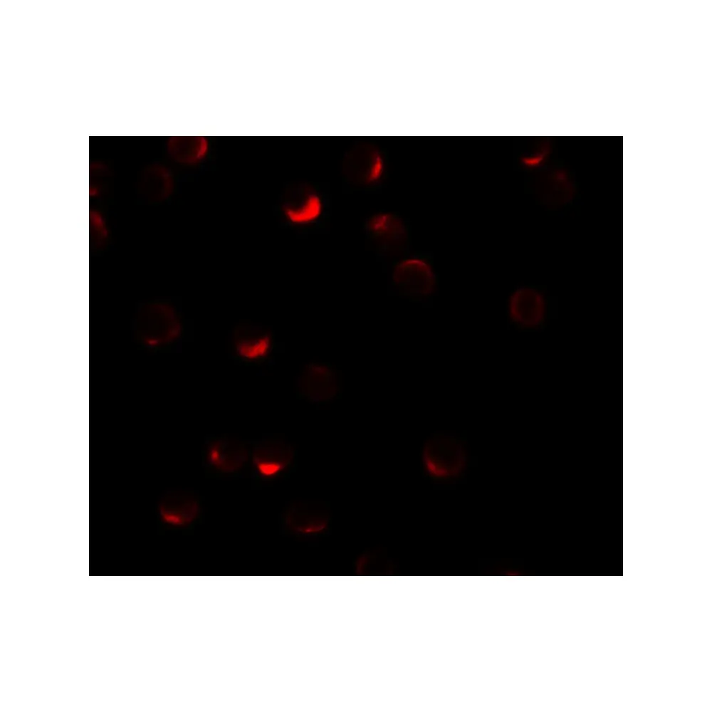 ProSci 6791 RILP Antibody, ProSci, 0.1 mg/Unit Tertiary Image