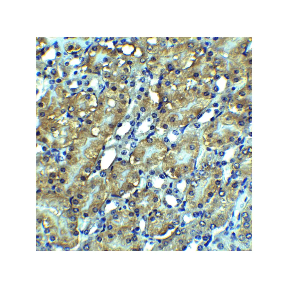 ProSci 2283_S RIP3 Antibody, ProSci, 0.02 mg/Unit Quaternary Image