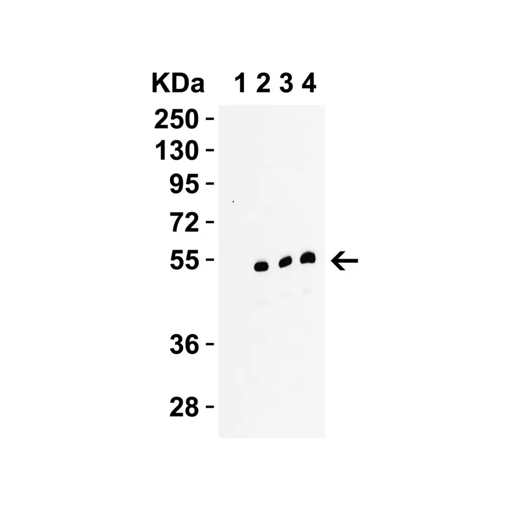 ProSci 2283_S RIP3 Antibody, ProSci, 0.02 mg/Unit Secondary Image
