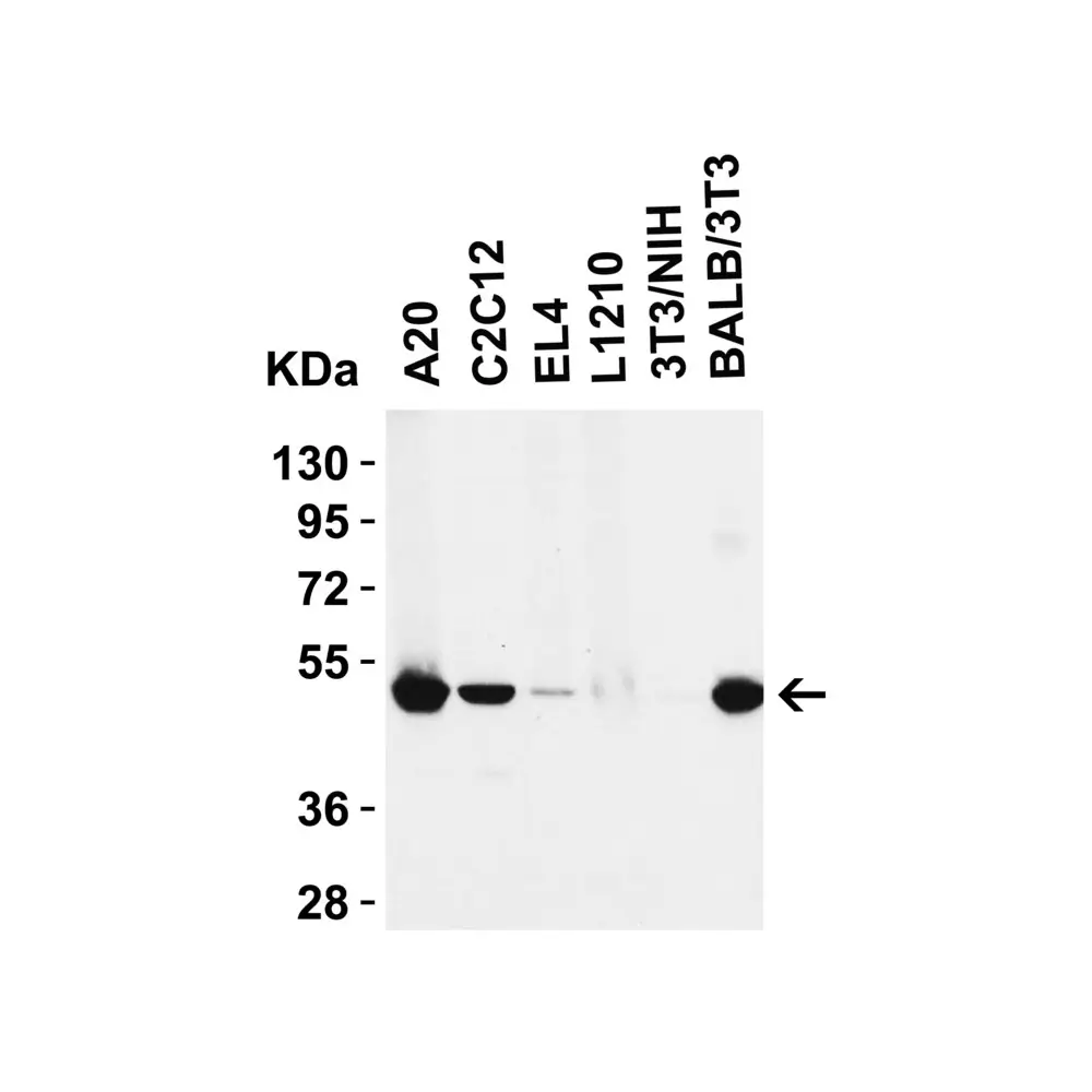 ProSci 2283_S RIP3 Antibody, ProSci, 0.02 mg/Unit Tertiary Image