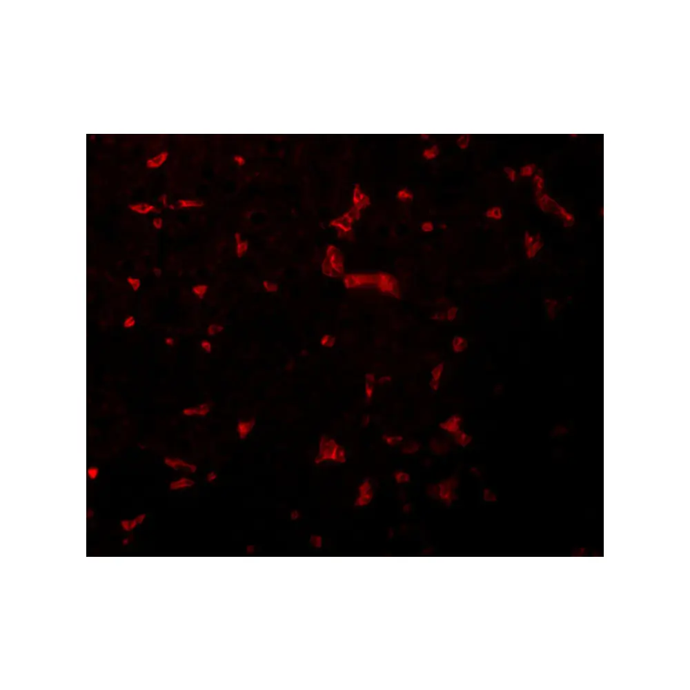 ProSci 5389_S RIPK1 Antibody, ProSci, 0.02 mg/Unit Tertiary Image