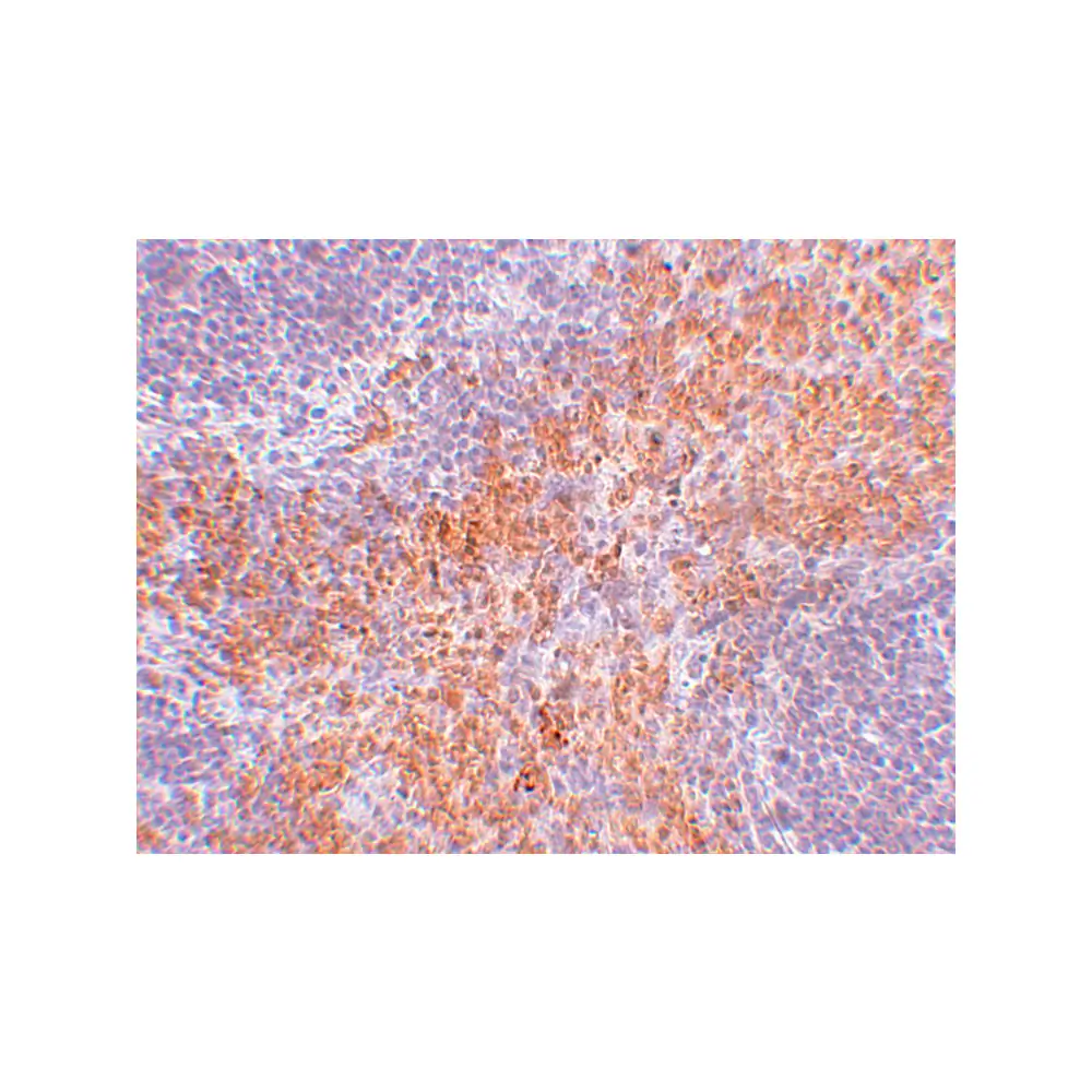 ProSci 5389_S RIPK1 Antibody, ProSci, 0.02 mg/Unit Secondary Image