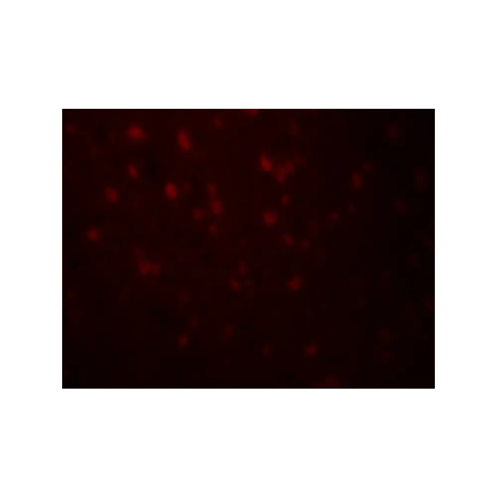 ProSci 8181_S RLN3 Antibody, ProSci, 0.02 mg/Unit Tertiary Image