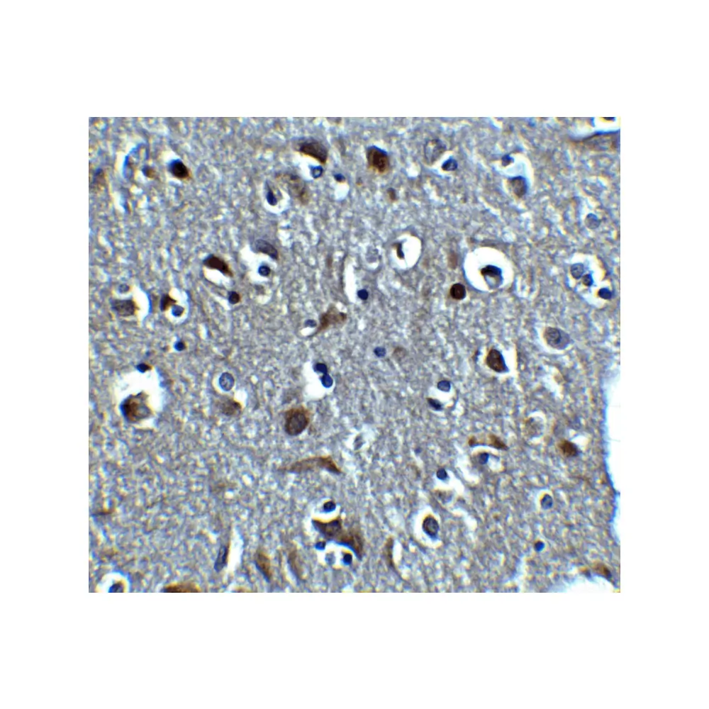 ProSci 8181_S RLN3 Antibody, ProSci, 0.02 mg/Unit Secondary Image