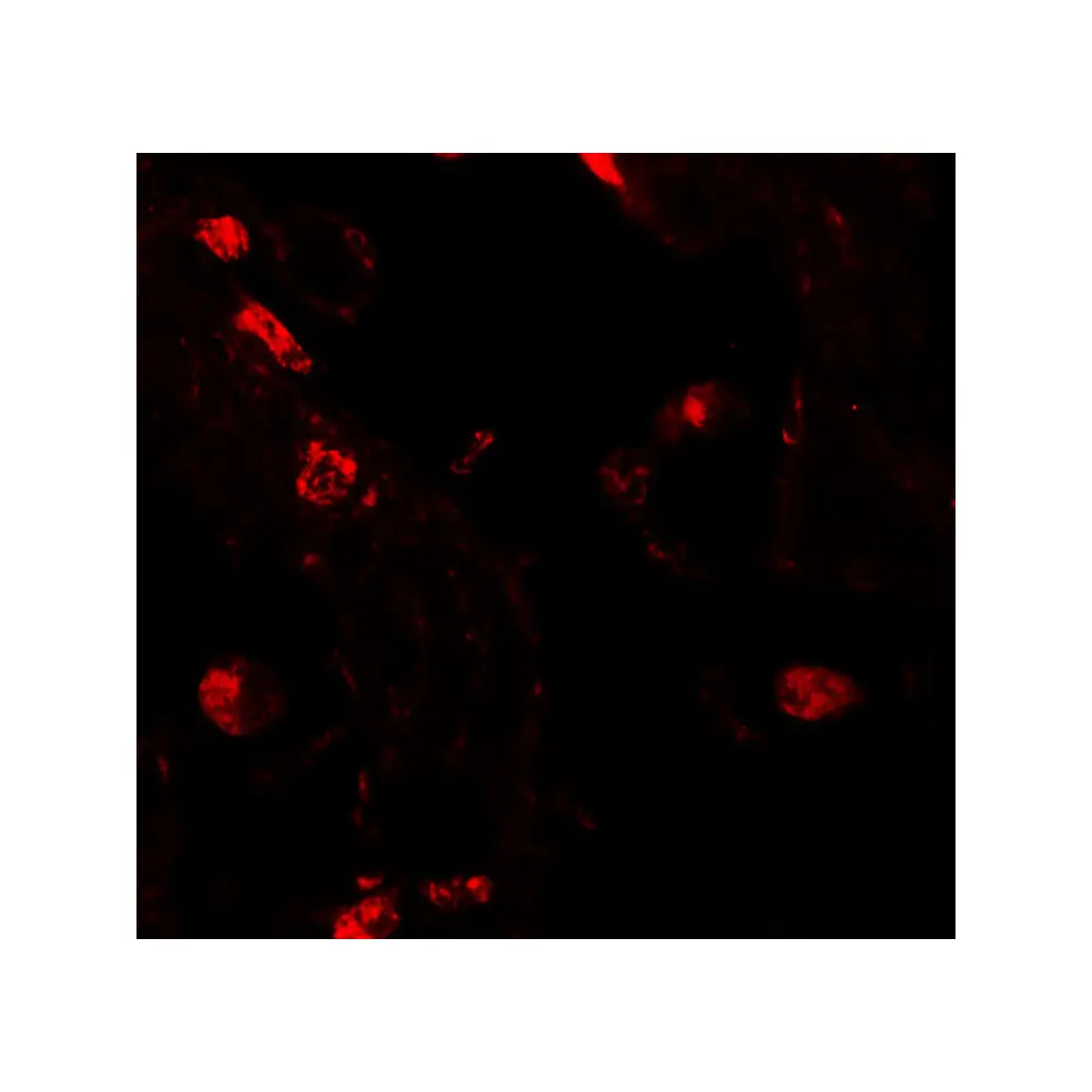 ProSci 6799 RLP2 Antibody, ProSci, 0.1 mg/Unit Tertiary Image