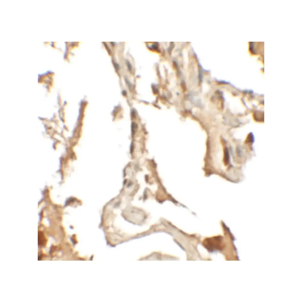 ProSci 6799_S RLP2 Antibody, ProSci, 0.02 mg/Unit Secondary Image