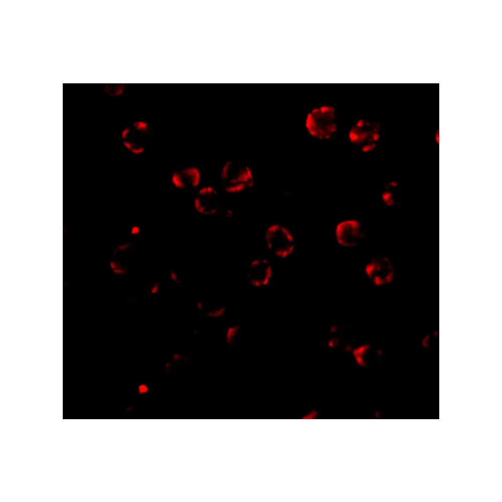 ProSci 4979_S RNAse H2A Antibody, ProSci, 0.02 mg/Unit Tertiary Image