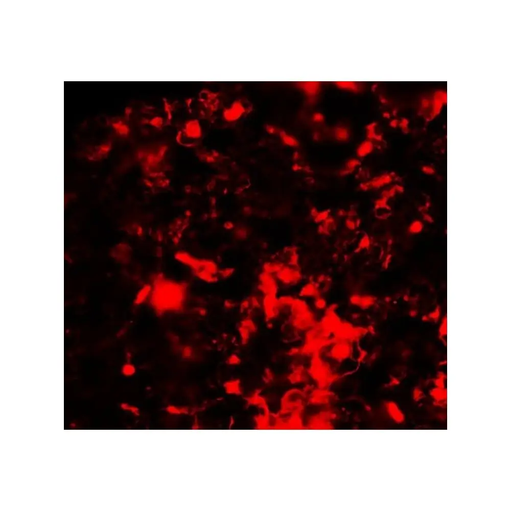 ProSci 5763_S RNF8 Antibody, ProSci, 0.02 mg/Unit Secondary Image
