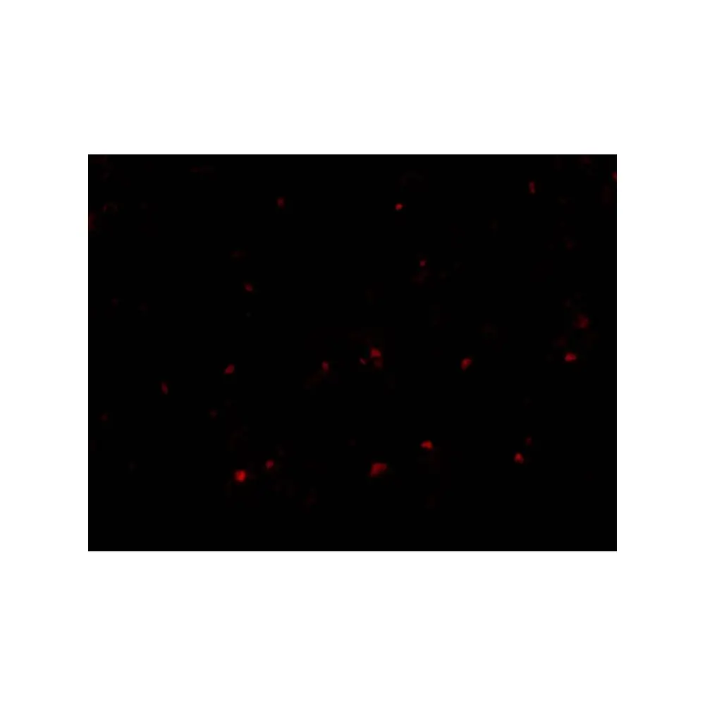 ProSci 3843 RP105 Antibody, ProSci, 0.1 mg/Unit Tertiary Image