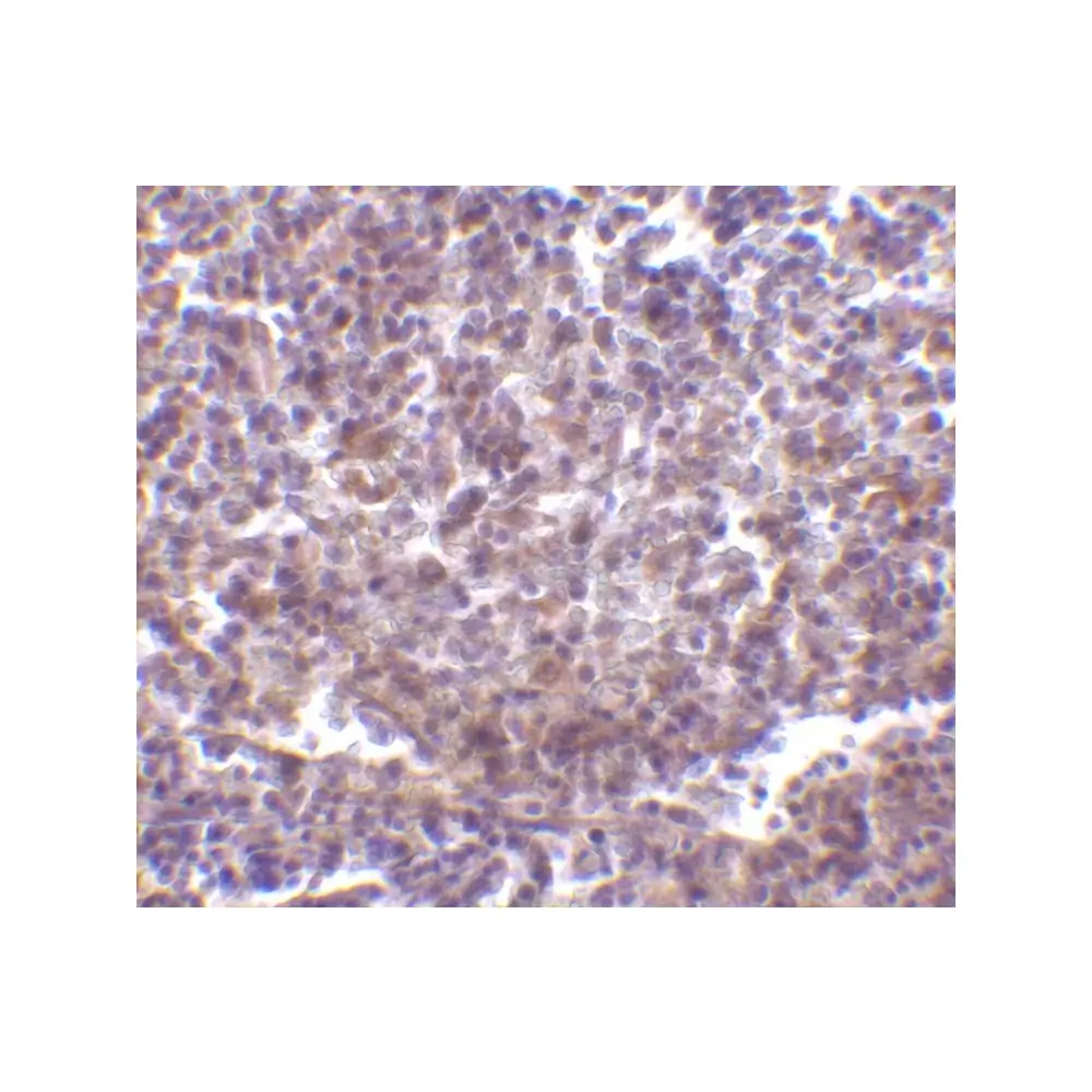 ProSci 3843 RP105 Antibody, ProSci, 0.1 mg/Unit Secondary Image