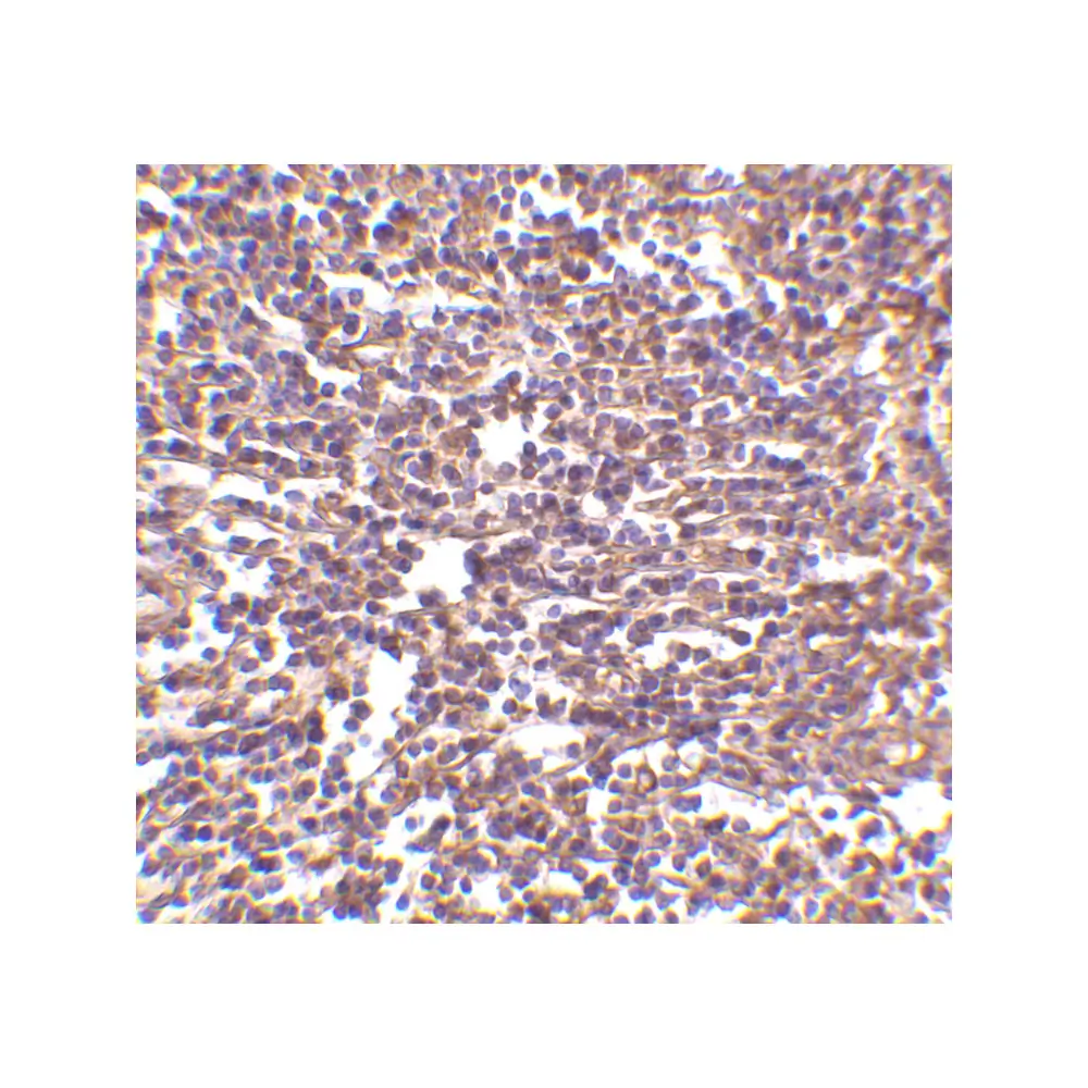 ProSci 3845_S RP105 Antibody, ProSci, 0.02 mg/Unit Secondary Image