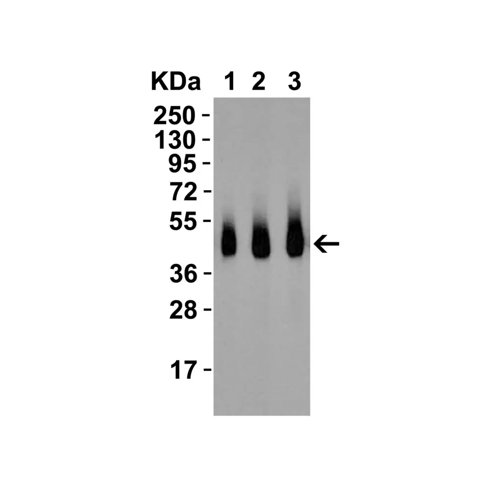 ProSci 5171_S RSPO1 Antibody, ProSci, 0.02 mg/Unit Secondary Image