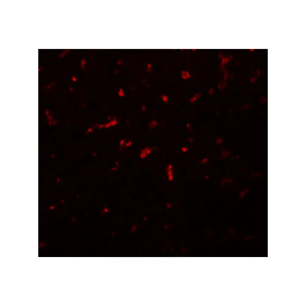ProSci 5607 RSRC1 Antibody, ProSci, 0.1 mg/Unit Tertiary Image