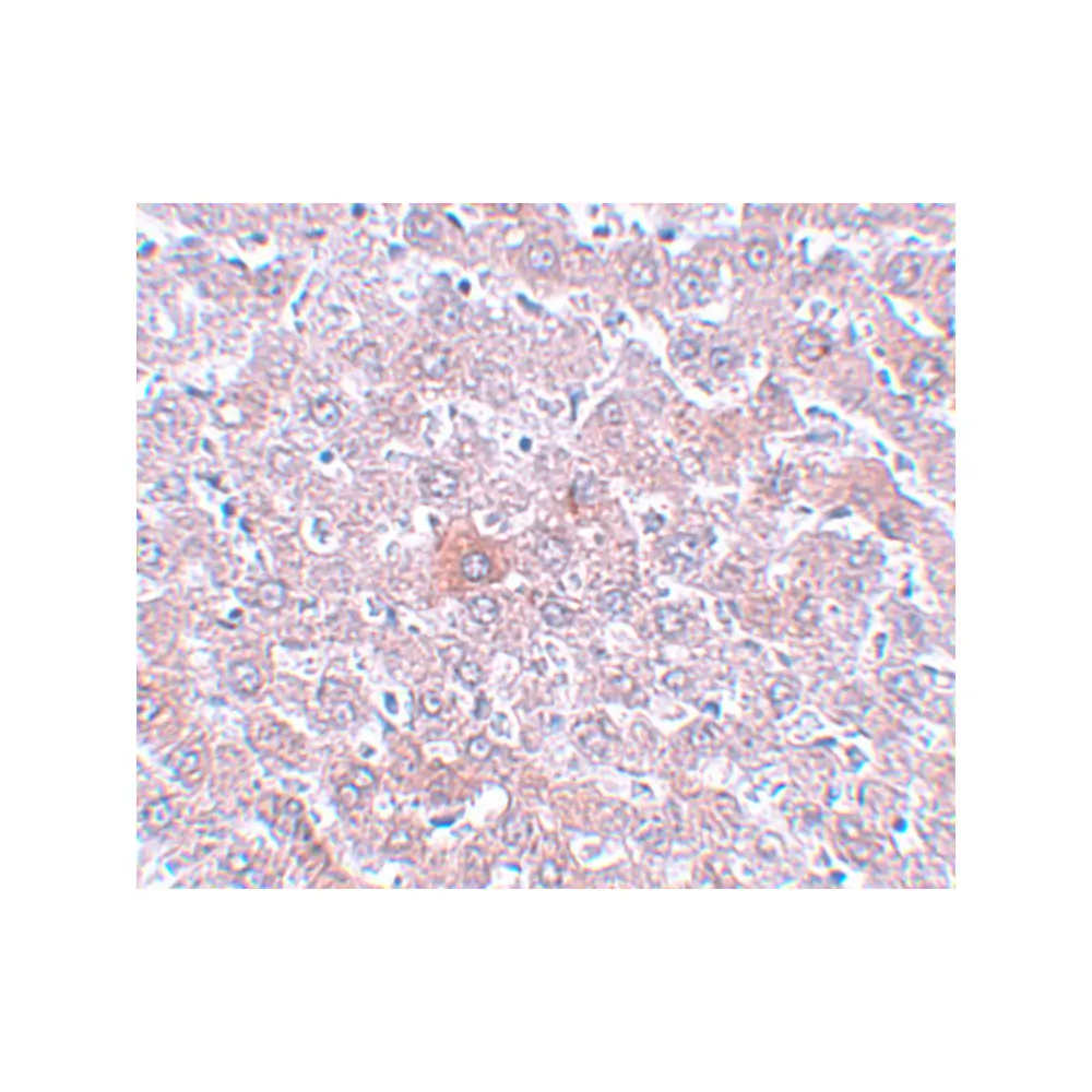 ProSci 5607_S RSRC1 Antibody, ProSci, 0.02 mg/Unit Secondary Image