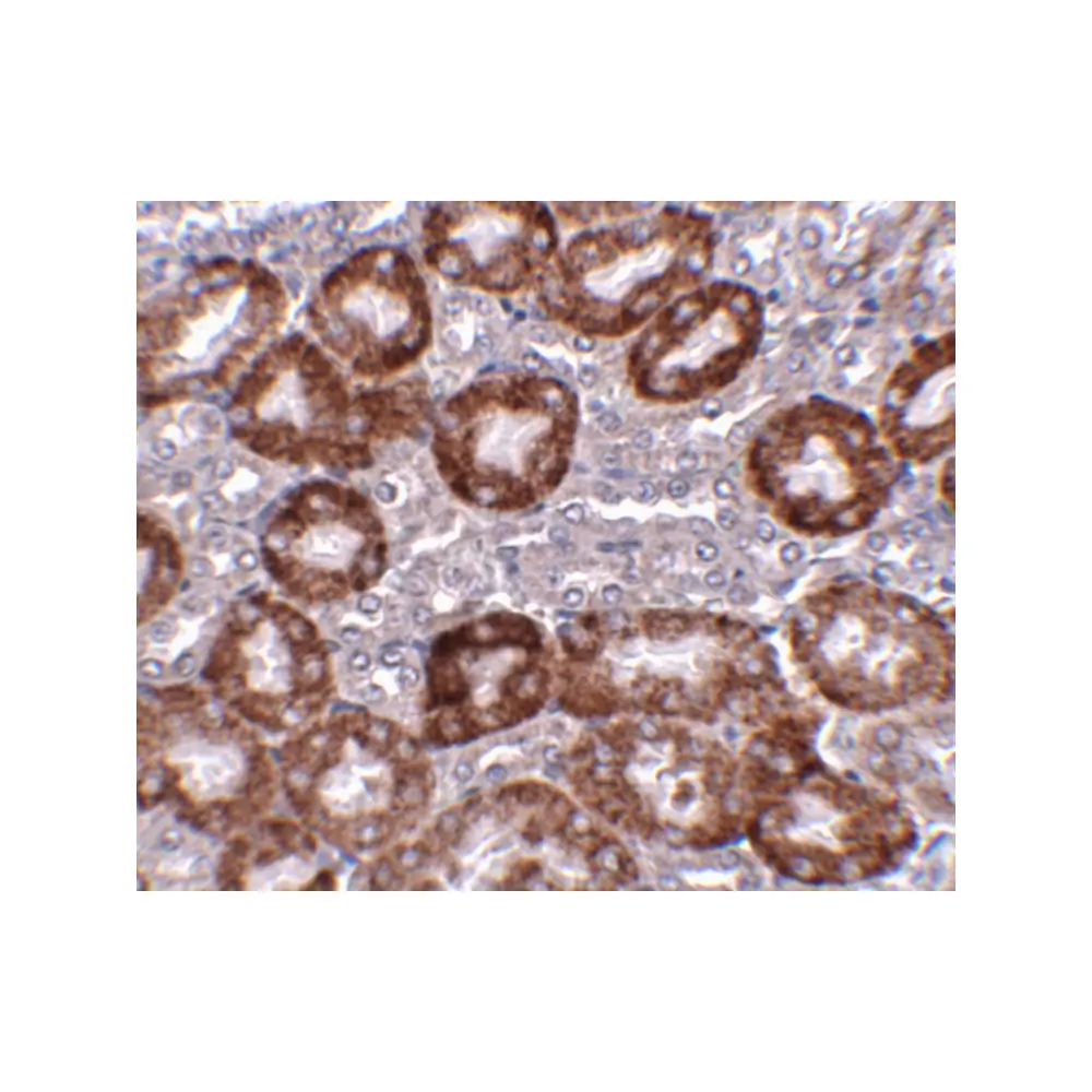 ProSci 4495 RTP801 Antibody, ProSci, 0.1 mg/Unit Secondary Image