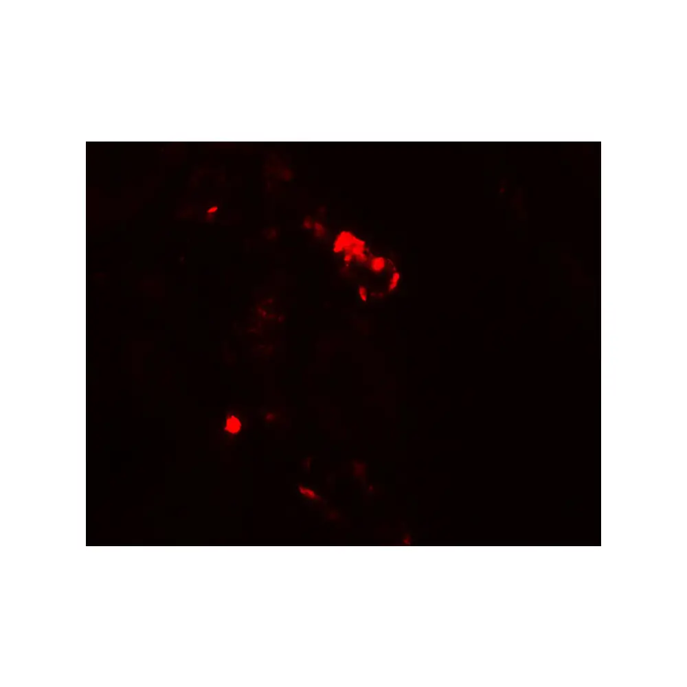 ProSci 7943_S Rubicon Antibody, ProSci, 0.02 mg/Unit Tertiary Image
