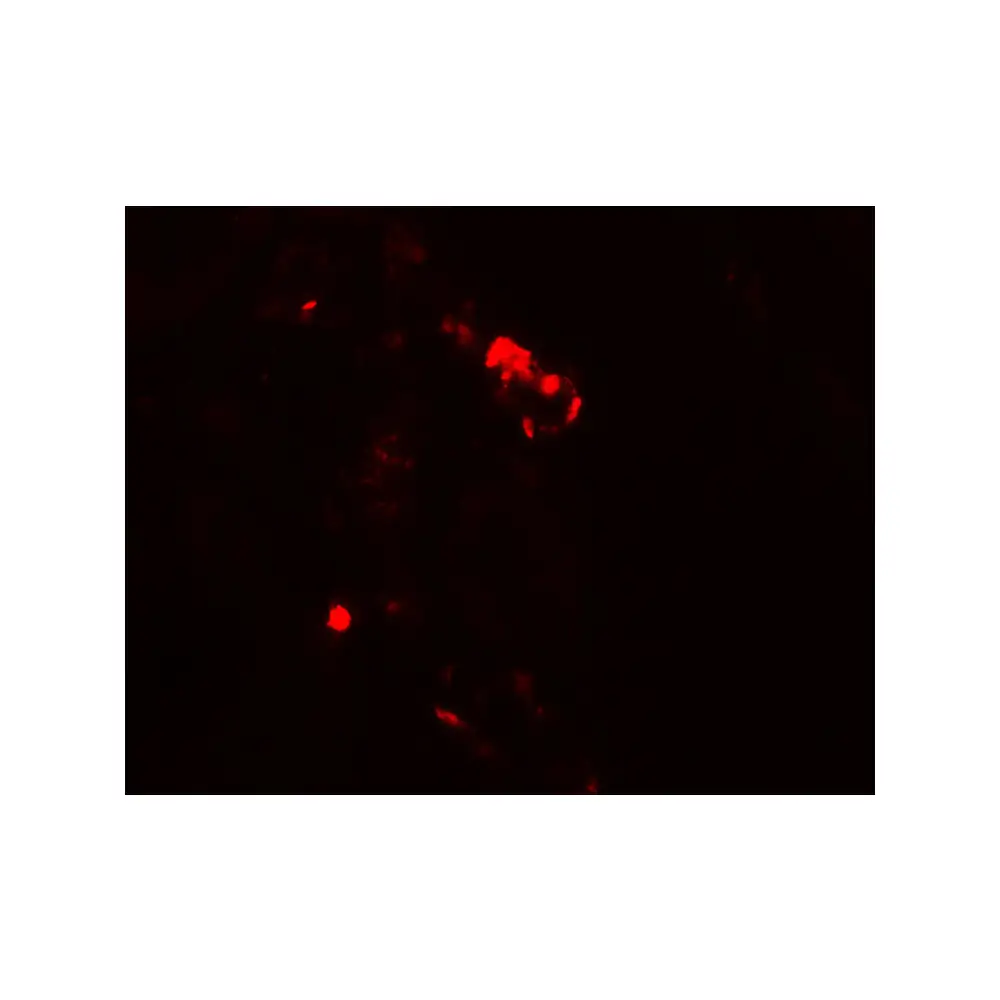 ProSci 7943 Rubicon Antibody, ProSci, 0.1 mg/Unit Tertiary Image