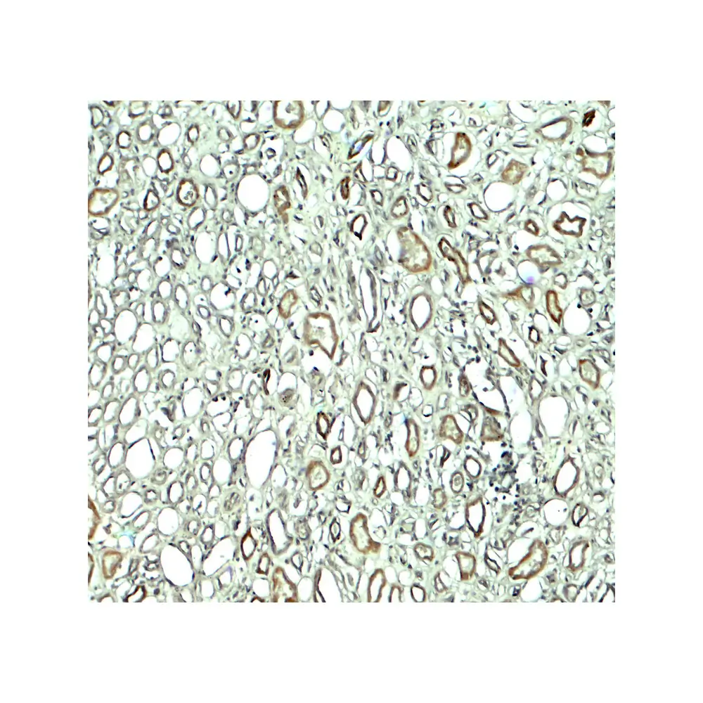 ProSci 7943_S Rubicon Antibody, ProSci, 0.02 mg/Unit Secondary Image