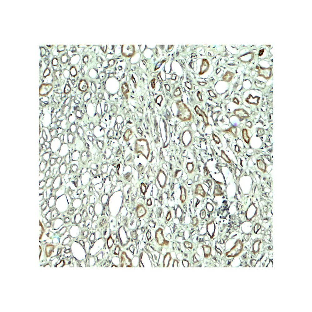 ProSci 7943 Rubicon Antibody, ProSci, 0.1 mg/Unit Secondary Image