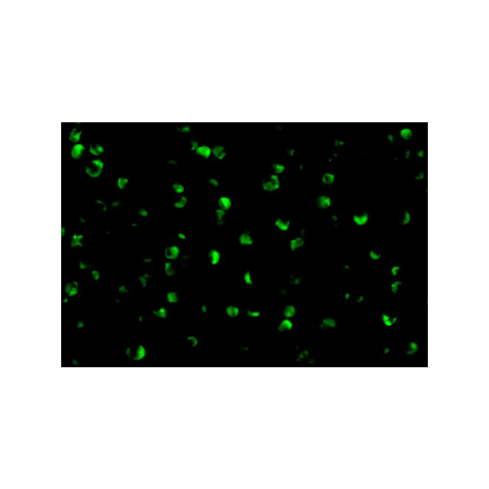 ProSci 3491_S Raptor Antibody, ProSci, 0.02 mg/Unit Secondary Image